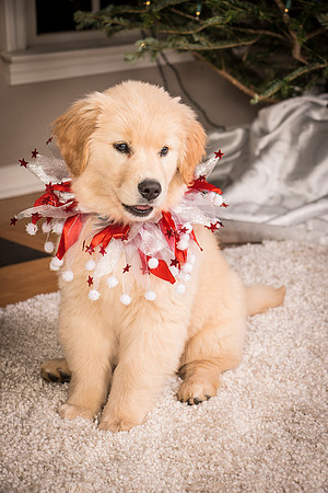 Wilson Family Holiday 2014-9884