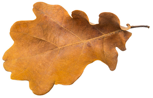 Leaf_30