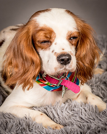 Foster josephina-3741