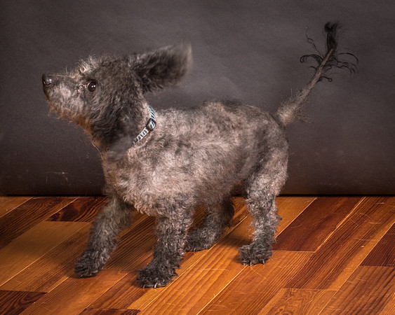 Foster Mokey-2022