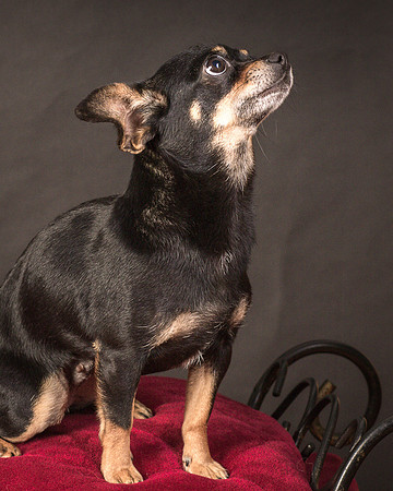 Foster Pansy-9509