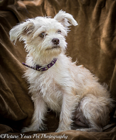Foster Limerick-3532