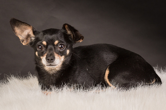 Foster Pansy-9365