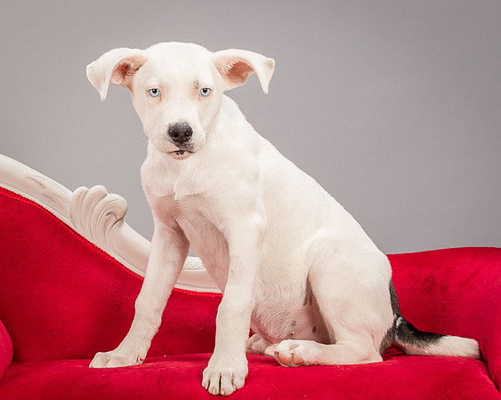 Foster Alvin-4722