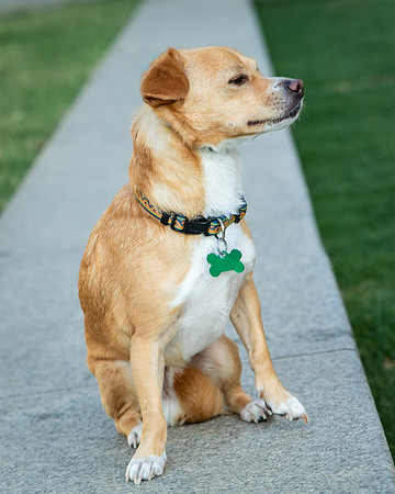 Foster Paddy-9984
