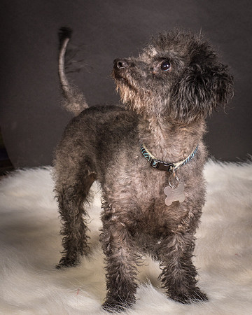 Foster Mokey-1822