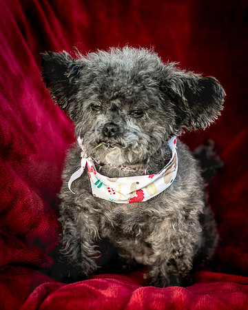 Foster Vivienne-7399