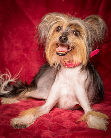 Foster Minerva-0789