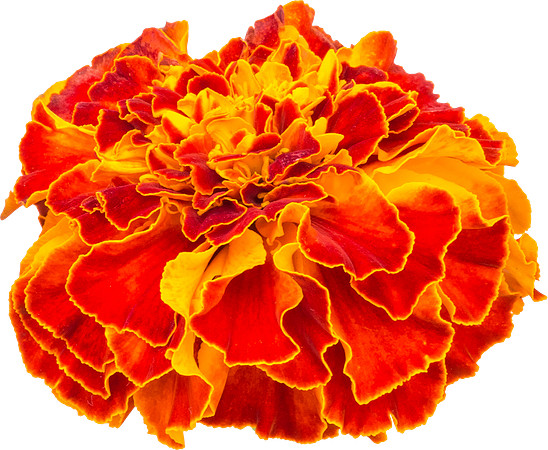 Flower_14