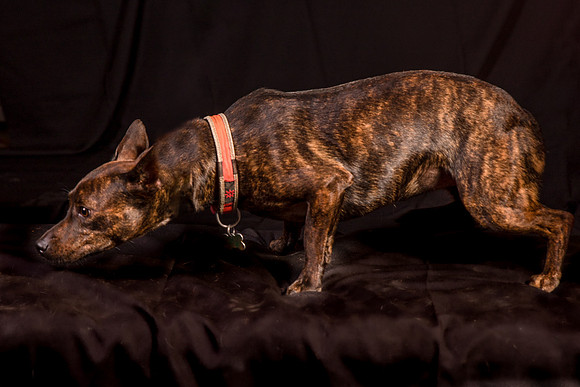 Foster Gretel-1122