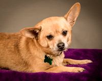Foster Dobby-8205