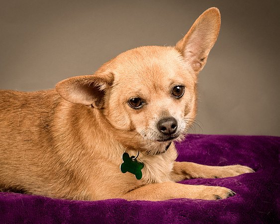 Foster Dobby-8205