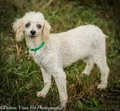 Foster Betty White-3131