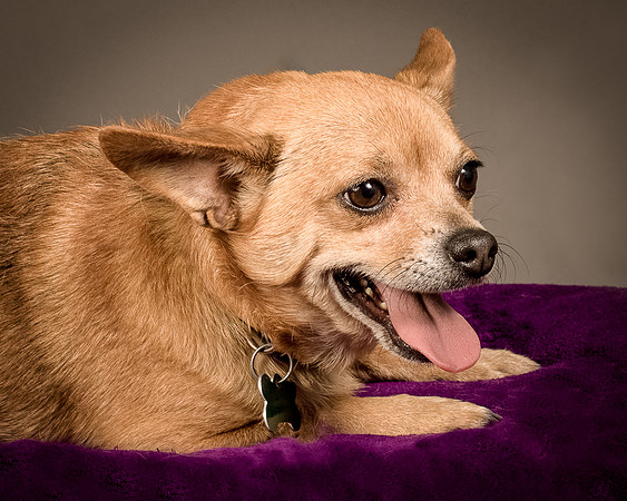 Foster Dobby-8177
