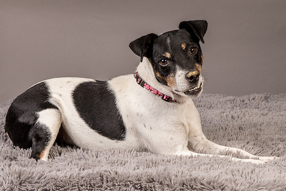 Foster Pollyanna-4023