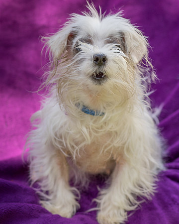 Foster Zuzu-6425
