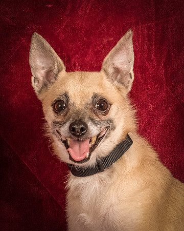 Foster Kiwi-8406