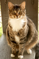 Darlington  Cats-9444