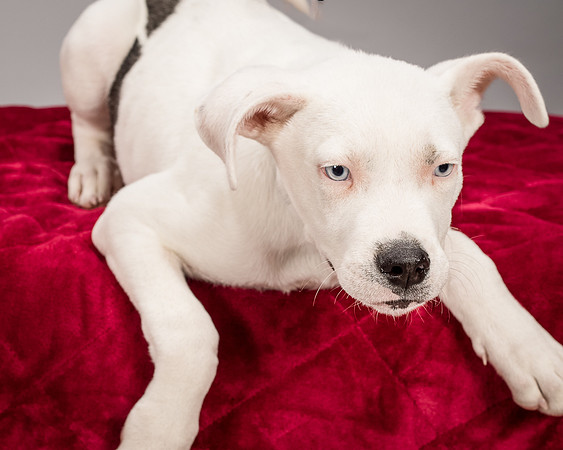 Foster Alvin-4750
