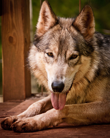 Wolf-9105