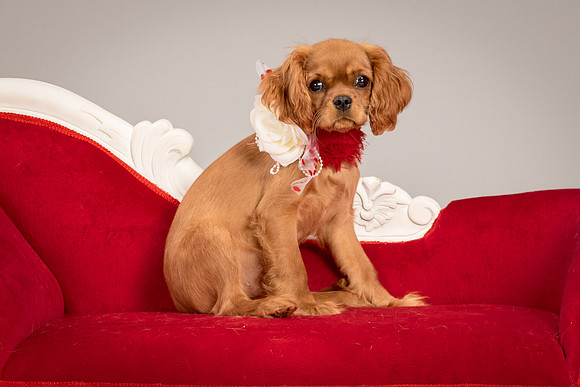 Charlie -4304
