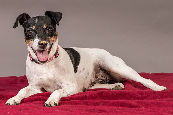 Foster Pollyanna-3847