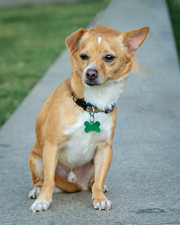 Foster Paddy-9980