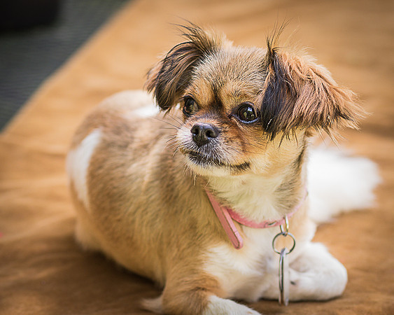 Foster Missy-0490