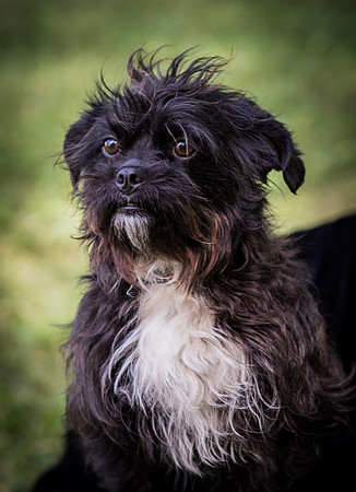 Foster Lady Elaine-8539
