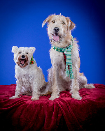 Partick-Newman & Sadie-2549
