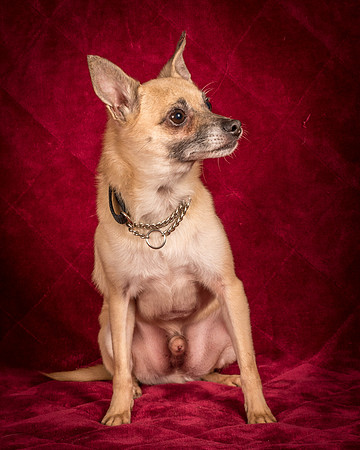 Foster Kiwi-8299