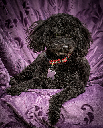 Foster Mindy-7554