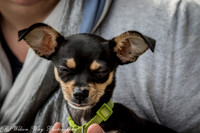 Foster Dandelion-9031