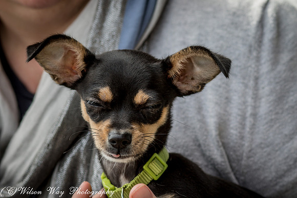 Foster Dandelion-9031