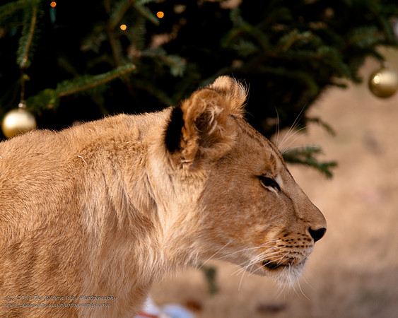 Suzies Pride-2118