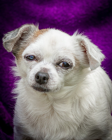 Foster Petey-8193