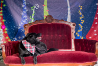Foster Beatrice-3973