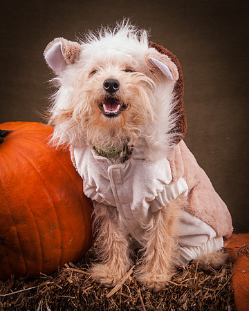 Foster Frisco-7358