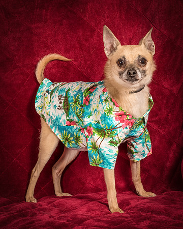 Foster Kiwi-8438