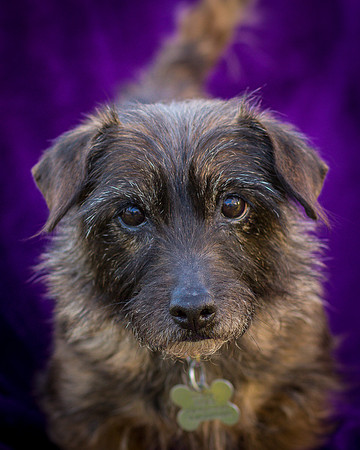 Foster Inky-4151