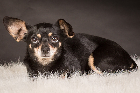 Foster Pansy-9372