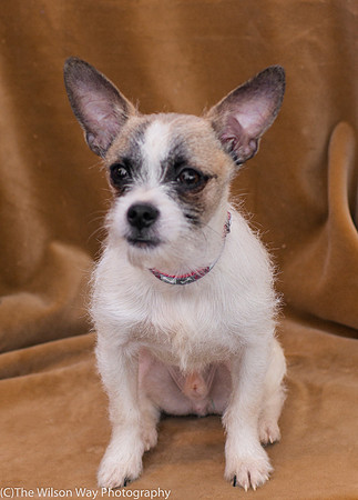 Foster Gordie-9458