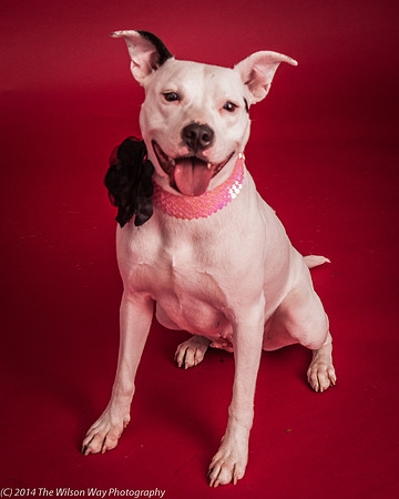 Leadi-6279