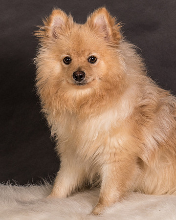 Foster Talon-0743