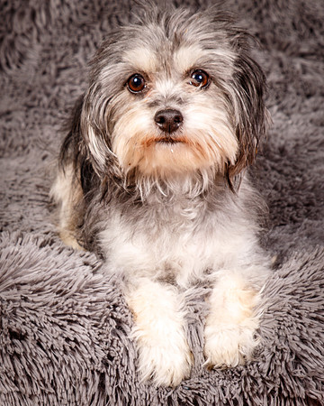 Foster Alex-6243