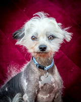 Foster Freckles-5388