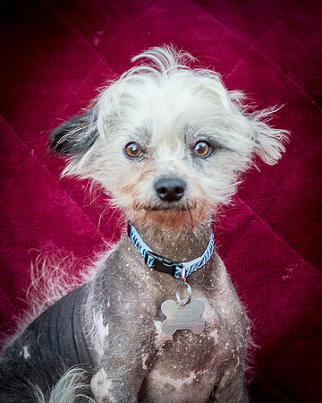 Foster Freckles-5388