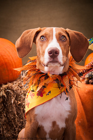 Foster Dixie-7218