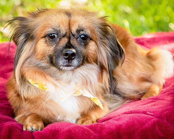 Foster Petunia-9300