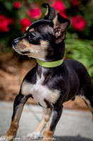 Foster Dandelion-8909